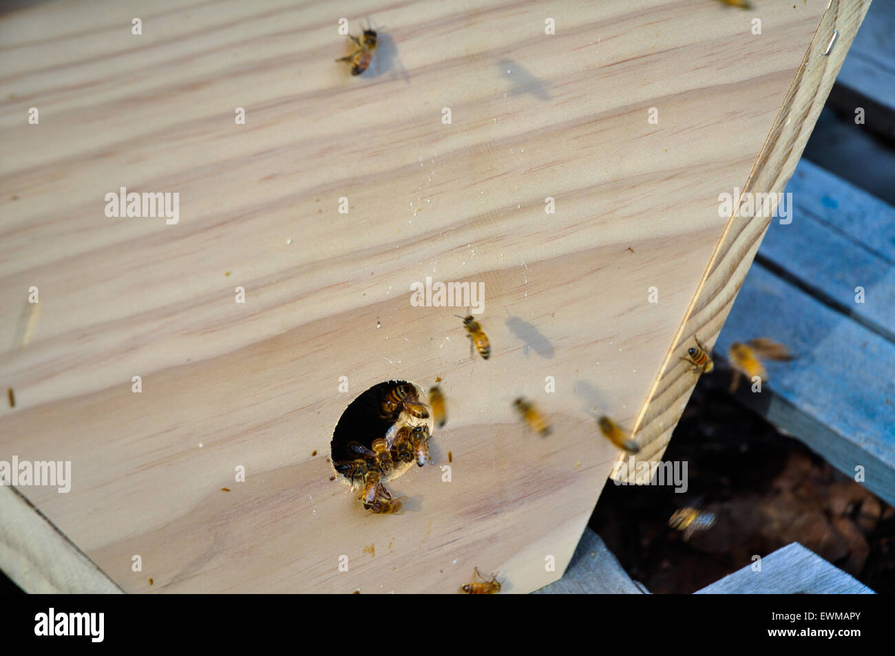 Bienen kommen und gehen von einer Top-Bar-hive Stockfoto