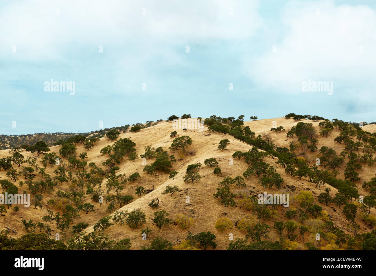 Foto von einem Tan grasbewachsenen Berg gesprenkelt mit Bäumen in der Landschaft der nördlichen Kalifornien. Stockfoto