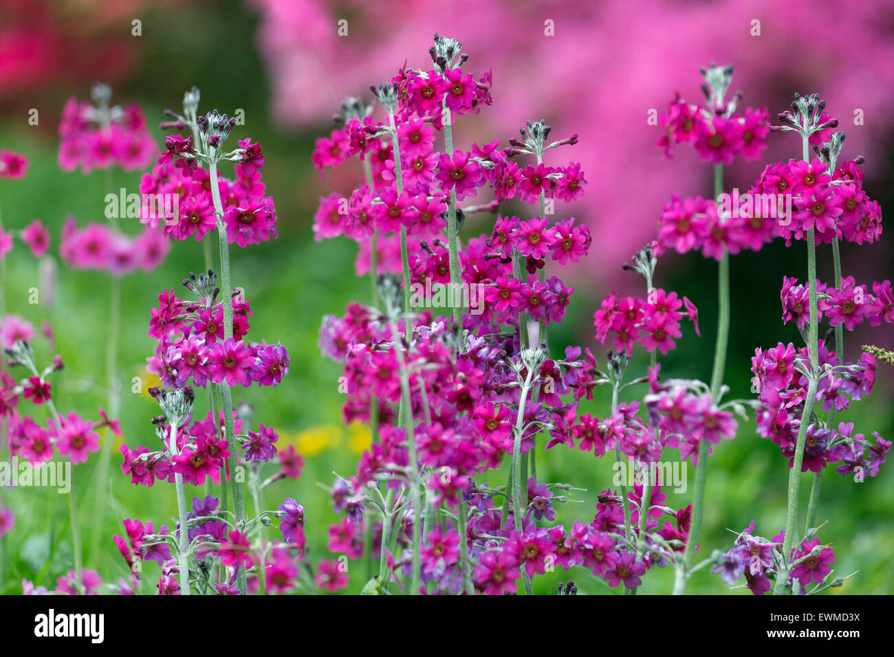 Bienen Primel Primula beesiana Stockfoto