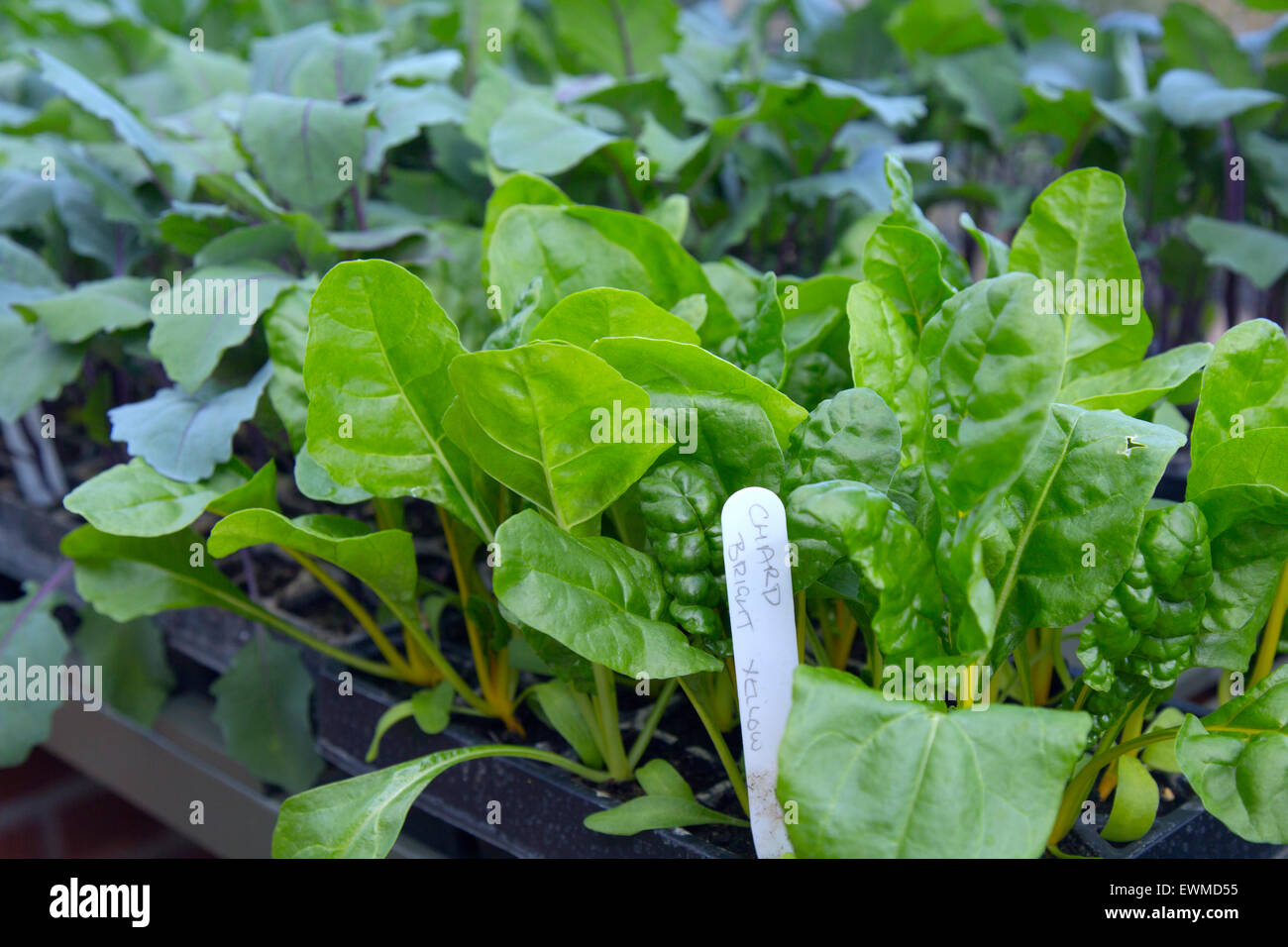 Mangold Bright Yellow Pflanzen im Gewächshaus Stockfoto