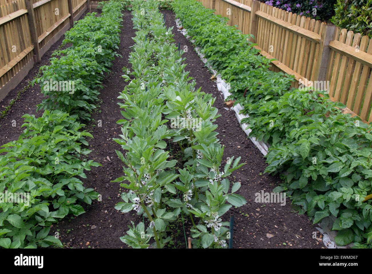 Zu Hause gewachsen Saubohnen und Frühkartoffeln im Country Garden Stockfoto