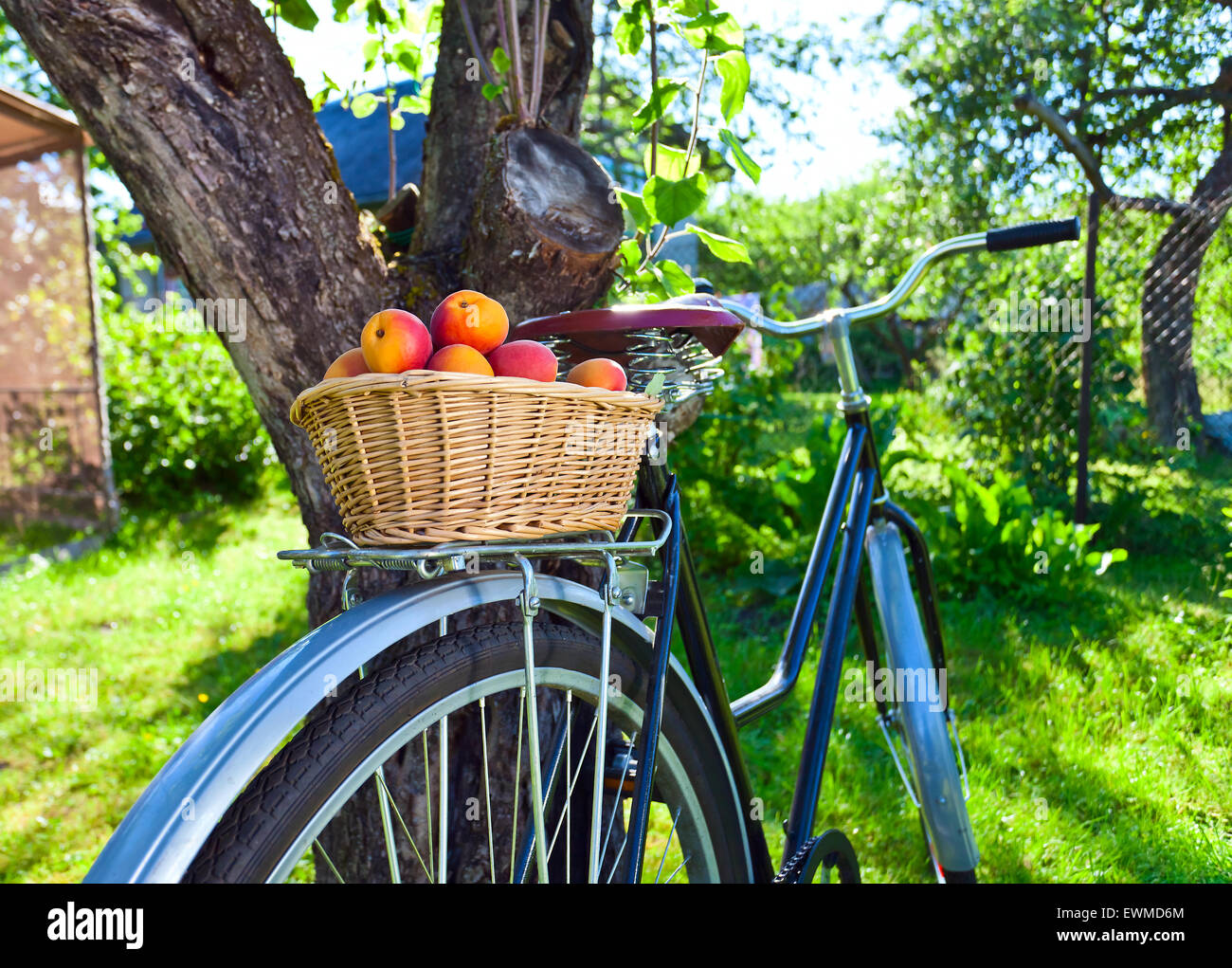 Korb mit saftigen Reifen Aprikosen auf Fahrrad im Garten Stockfoto
