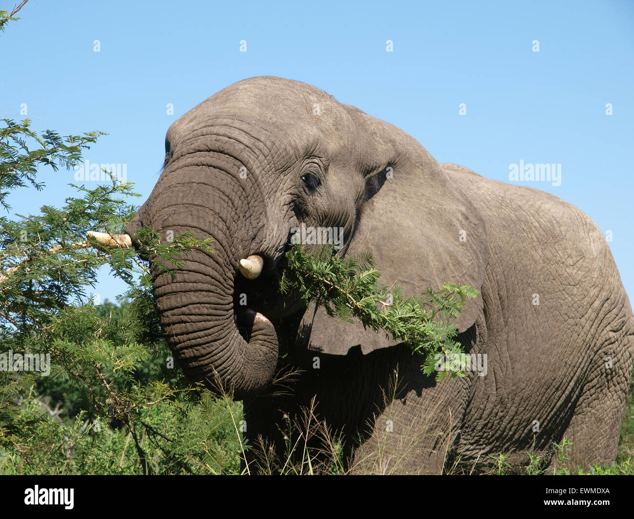 Elefant in Hluhluwe Game Reserve Südafrika Stockfoto