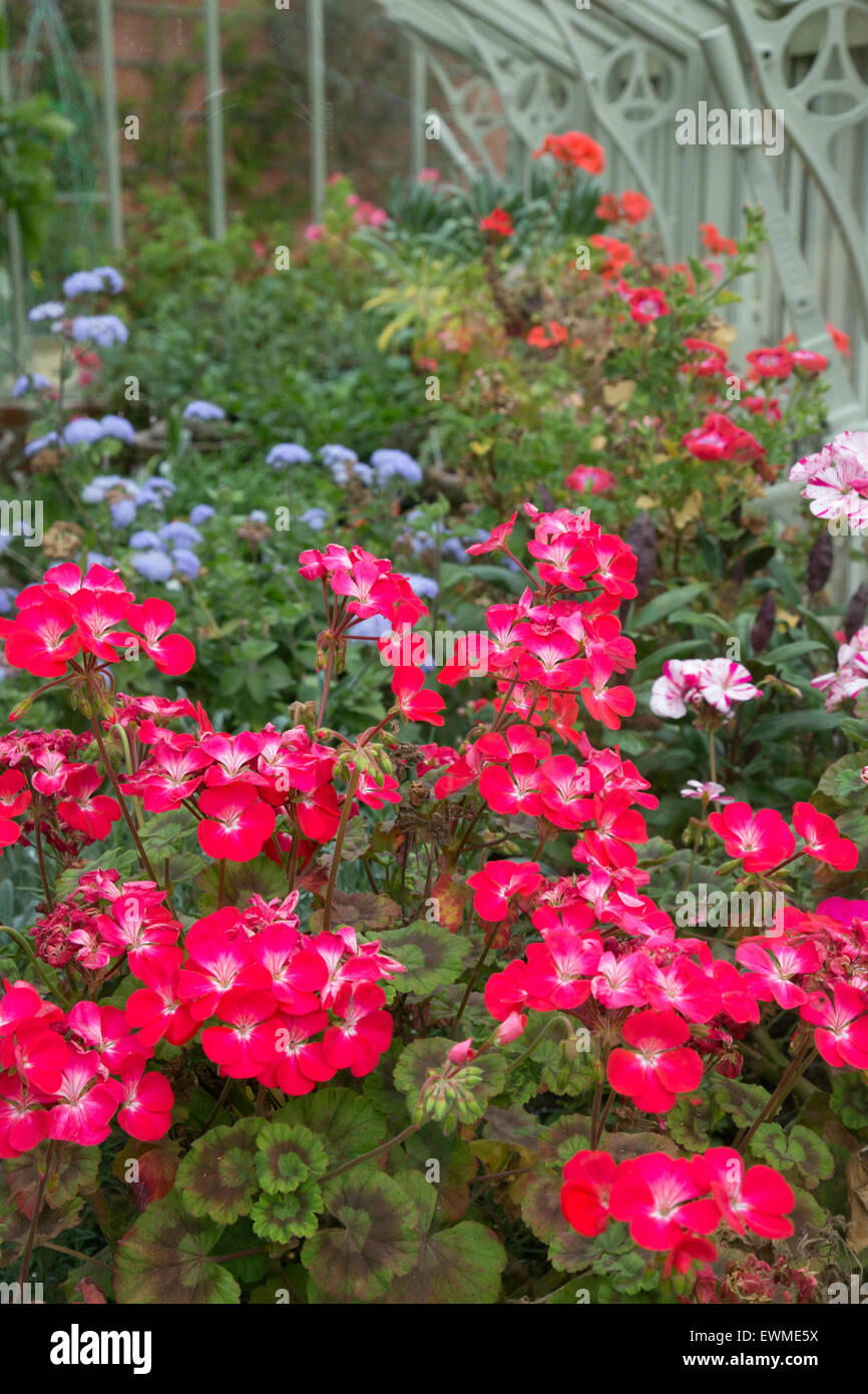 Ansicht des Gewächshauses mit Überwinterung Geranien und Garten im Hintergrund Stockfoto
