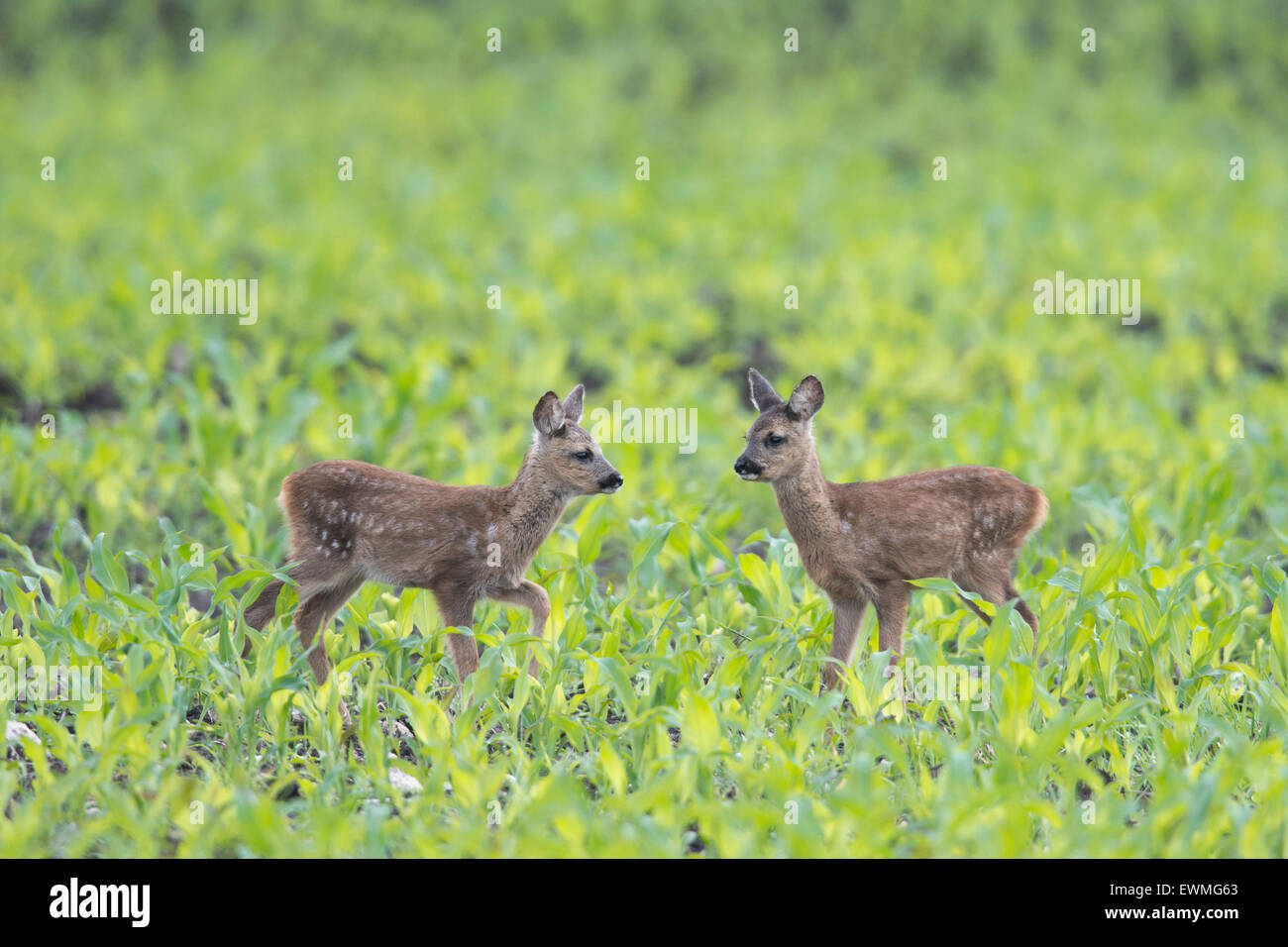 Europäische Reh lieber Kitze (Capreolus Capreolus) stehen in einem Feld, Emsland, Niedersachsen, Deutschland Stockfoto