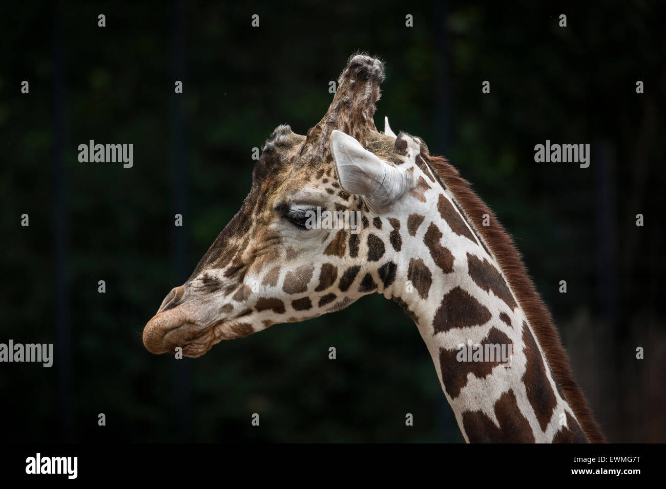 Netzartige Giraffe (Giraffa Plancius Reticulata), Porträt, in Gefangenschaft Stockfoto