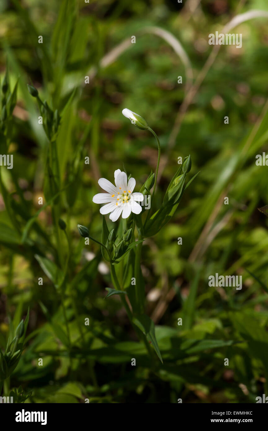 Weniger Stitchwort Stockfoto