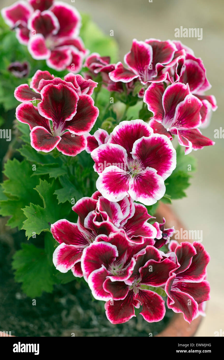 Pelargonien Aristo Beauty regal Stockfoto