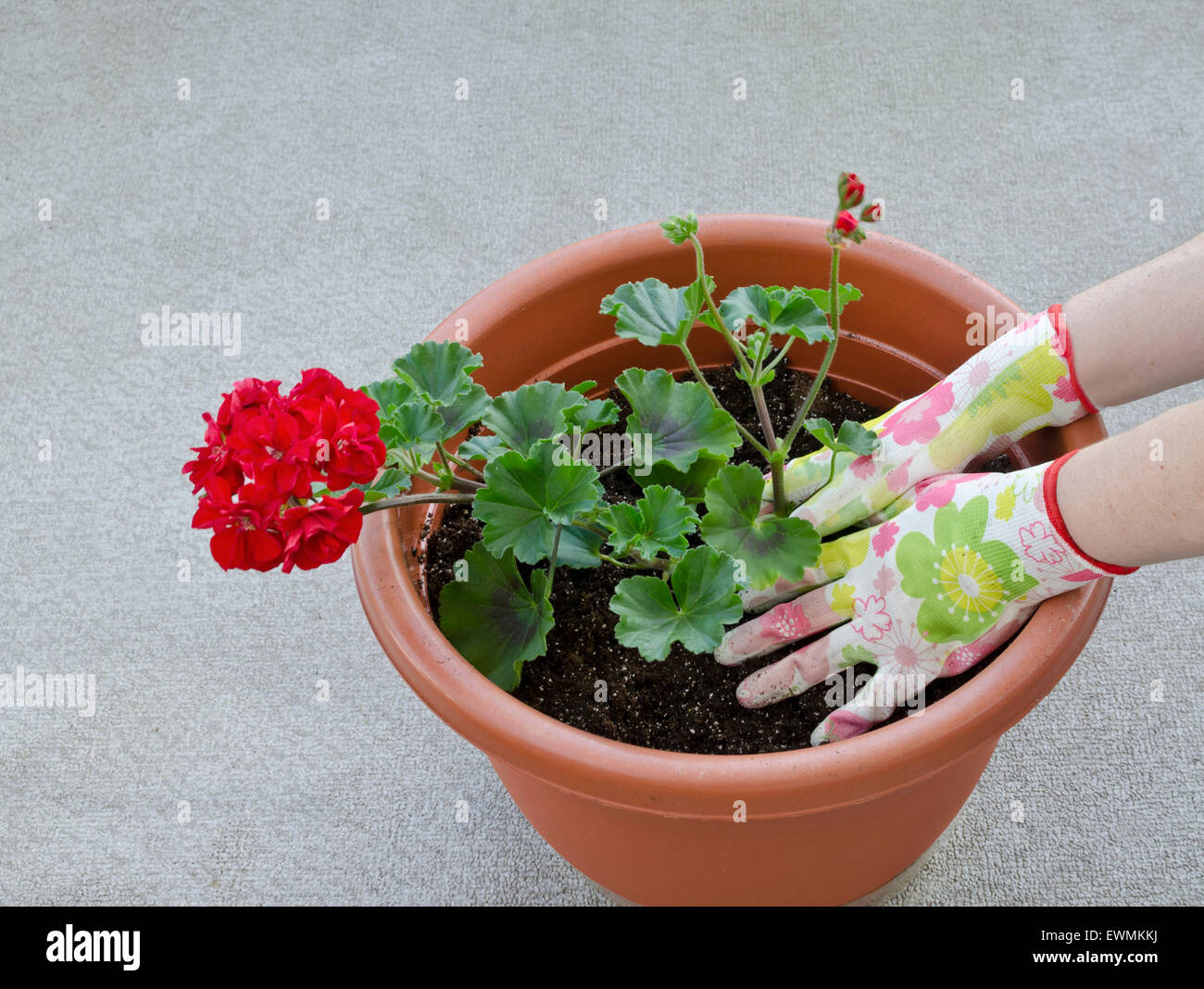 Container Gardening, Vergießen einer Anlage. Schritt 6 von 7: klopfen Sie den Boden um die Basis der Pflanze. Model Released. Stockfoto