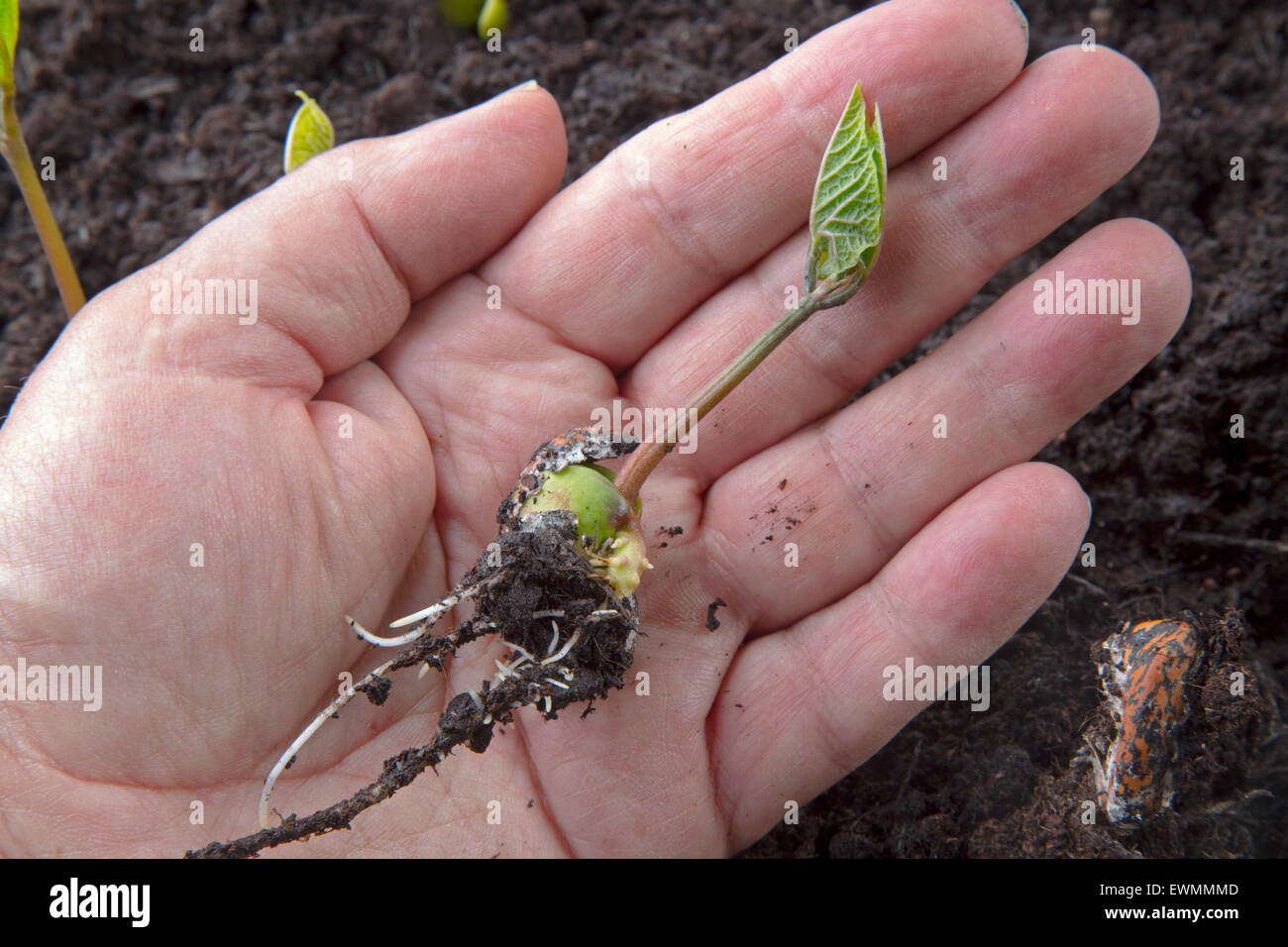 Runner Bean Pflanzen bereit für Norfolk Juni auspflanzen Stockfoto