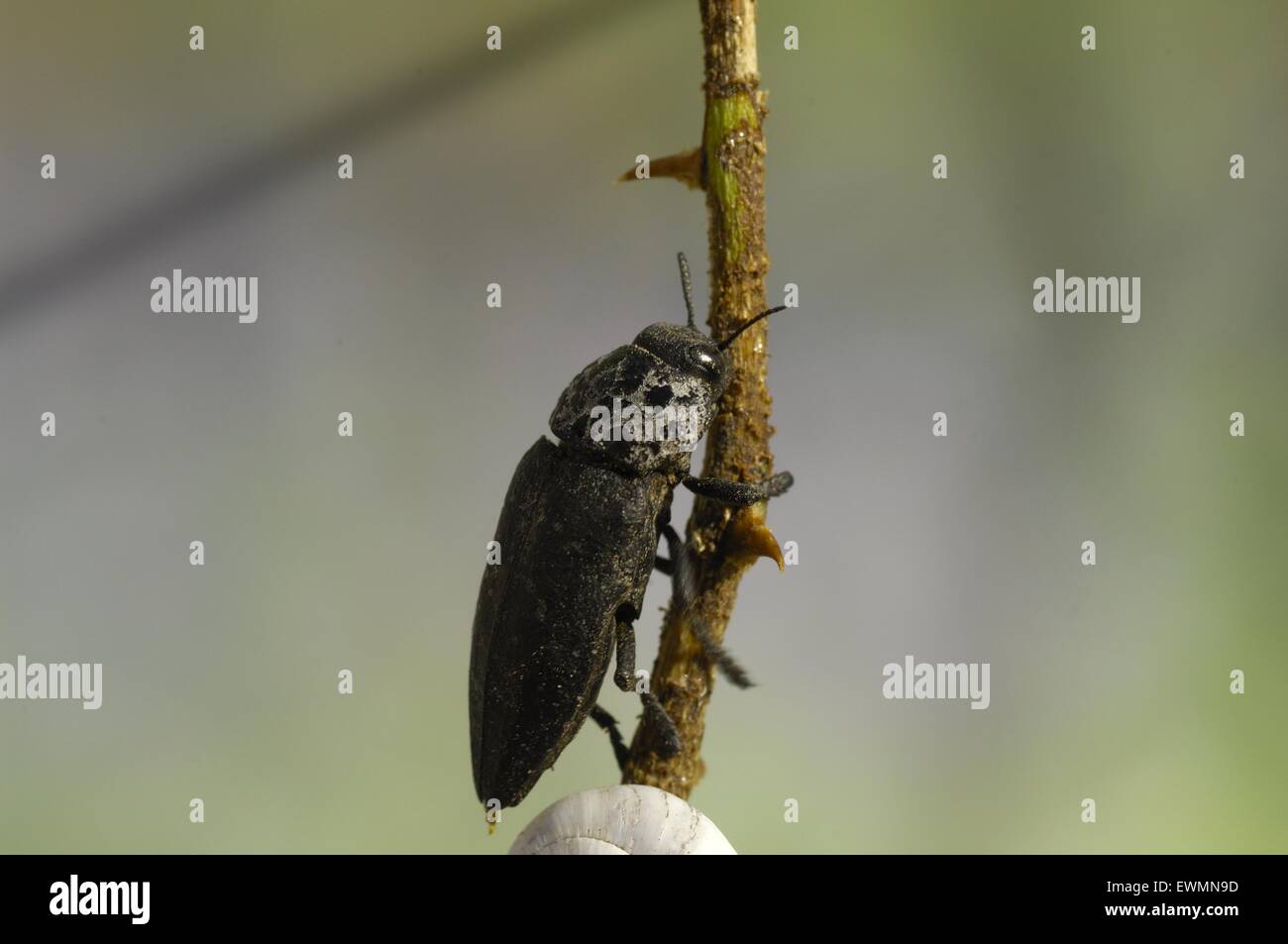 Flatheaded Woodborer-Flatheaded Wurzel Borer (Capnodis Tenebrionis) im Sommer Provence - Frankreich Stockfoto