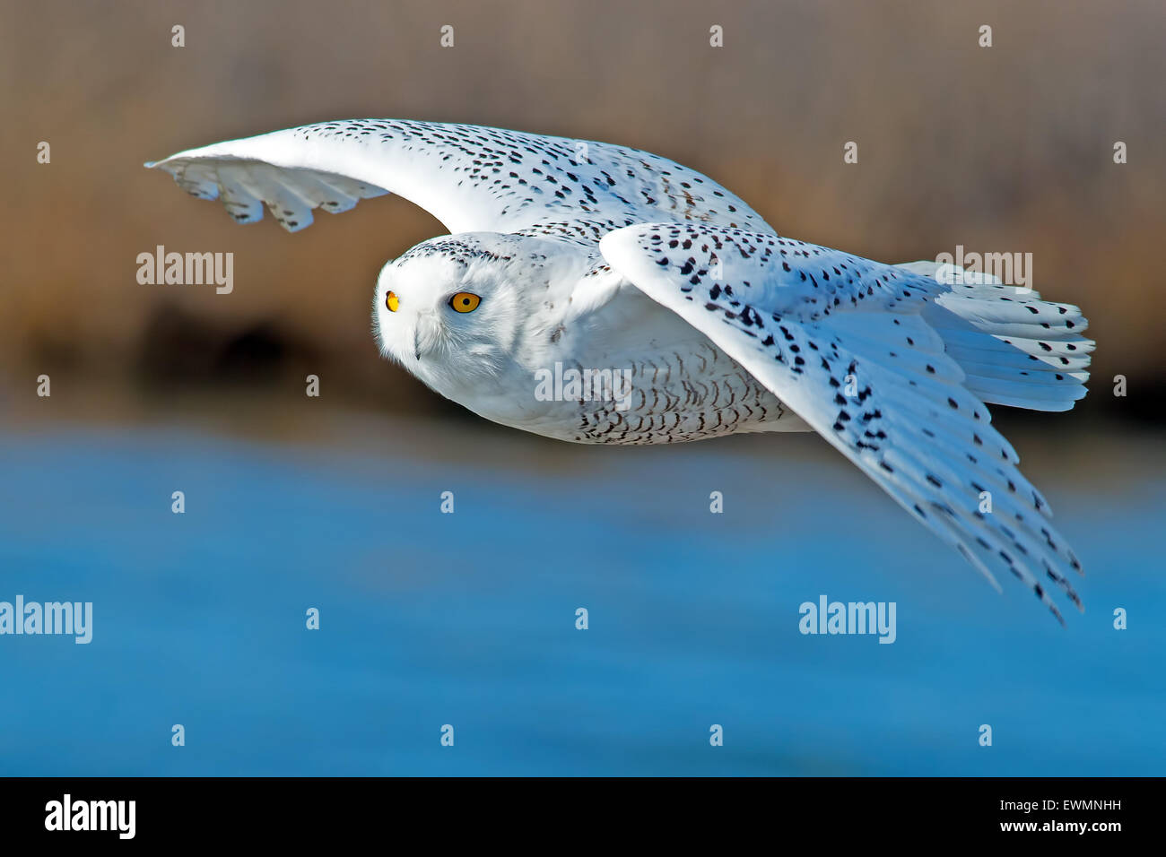 Schneeeule im Flug Stockfoto