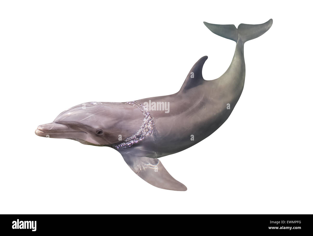 Delphin, isoliert Stockfoto