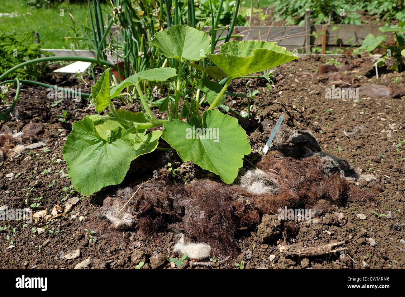 Hokkaido Kurbis Gemusepflanze Wachst In Einen Bio Garten Mit Einer