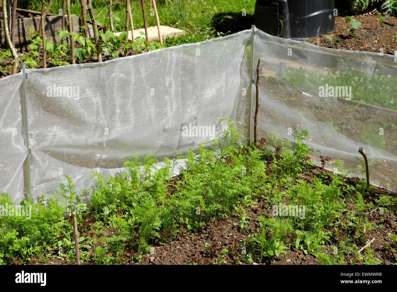 Micromesh Tierheim Käfig für den Schutz von Karotten vor Kälte und Schädlinge im Garten in UK KATHY DEWITT Stockfoto