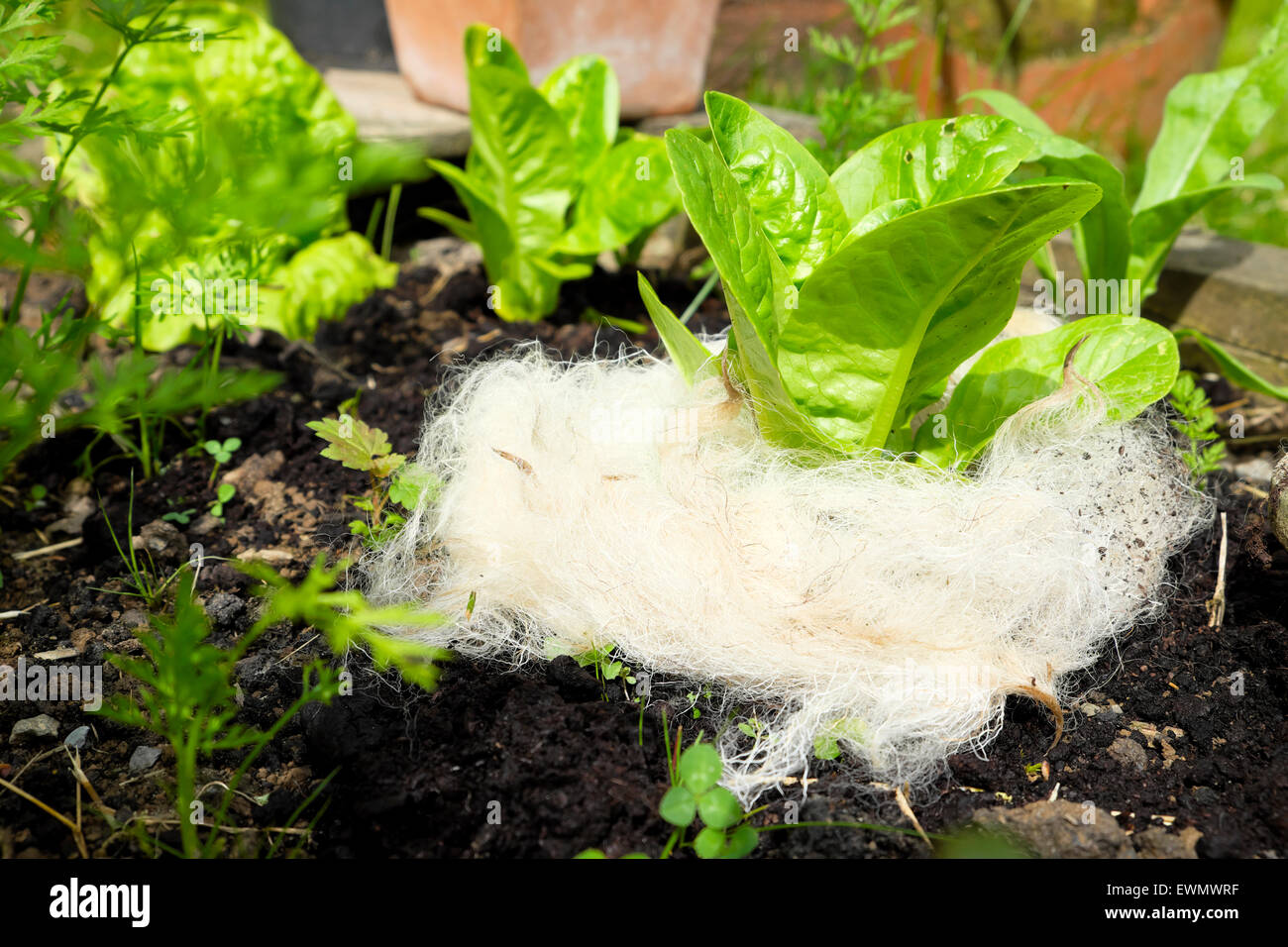 Weiße Schafe Wolle als Mulch verwendet umgibt eine junger Grüner Blattsalat  Anlage zur Abschreckung von Schnecken in einem Garten in Wales UK KATHY  DEWITT Stockfotografie - Alamy