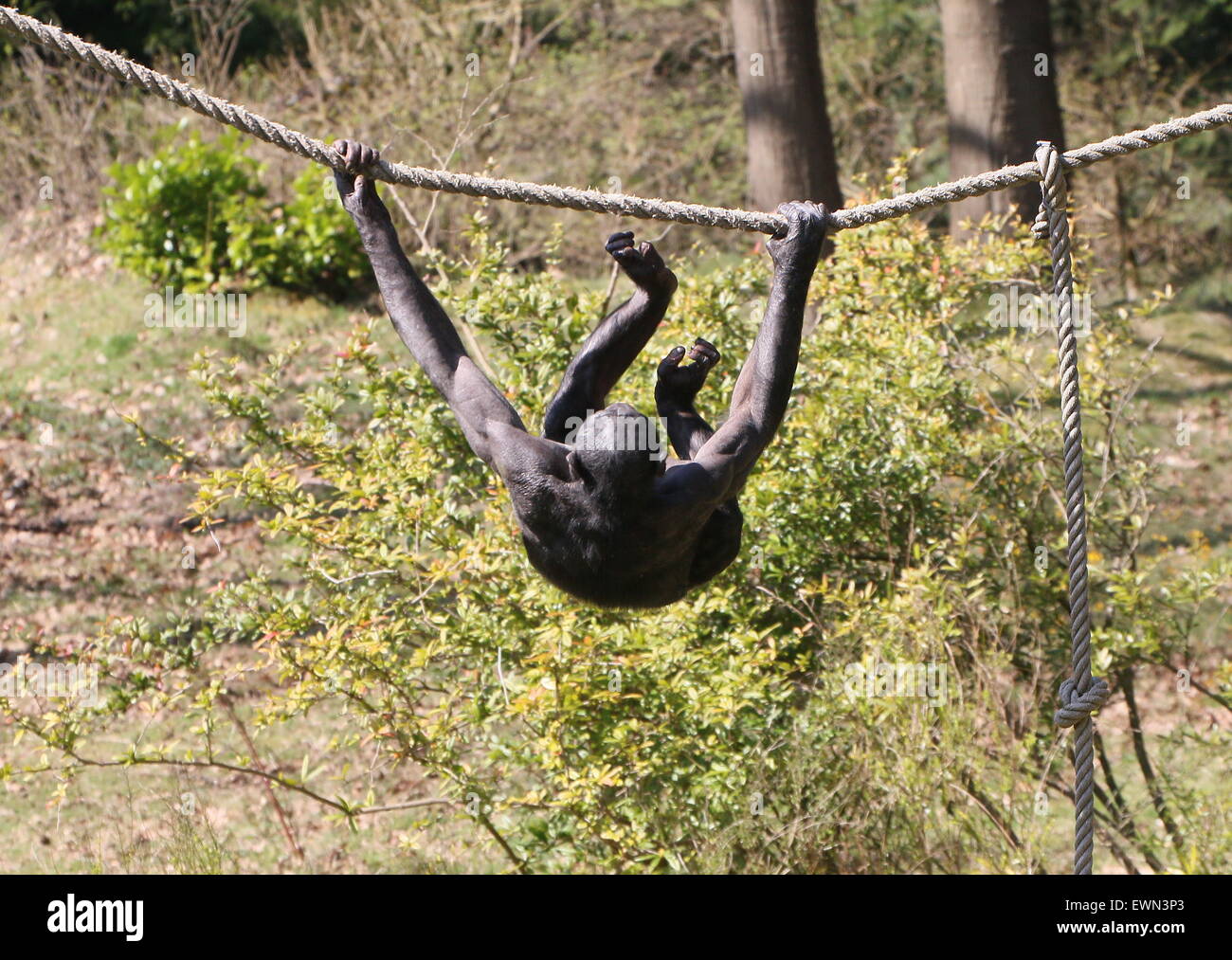 Gratwanderung zu Fuß Bonobo oder (ehemals) Pygmy Schimpanse (Pan Paniscus) in Apenheul Primate Zoo, Niederlande Stockfoto