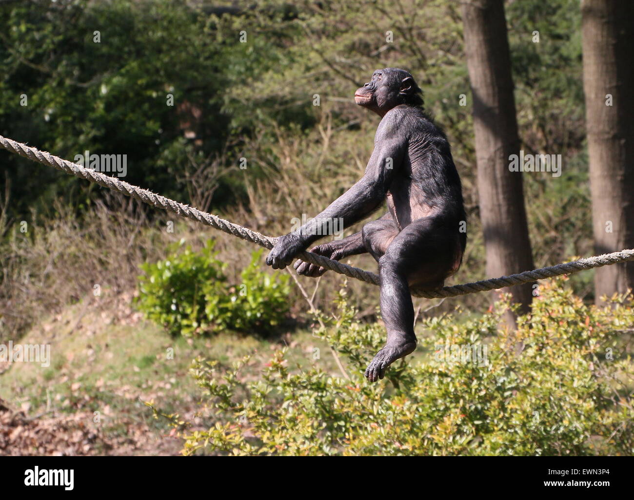 Gratwanderung zu Fuß Bonobo oder (ehemals) Pygmy Schimpanse (Pan Paniscus) in Apenheul Primate Zoo, Niederlande Stockfoto