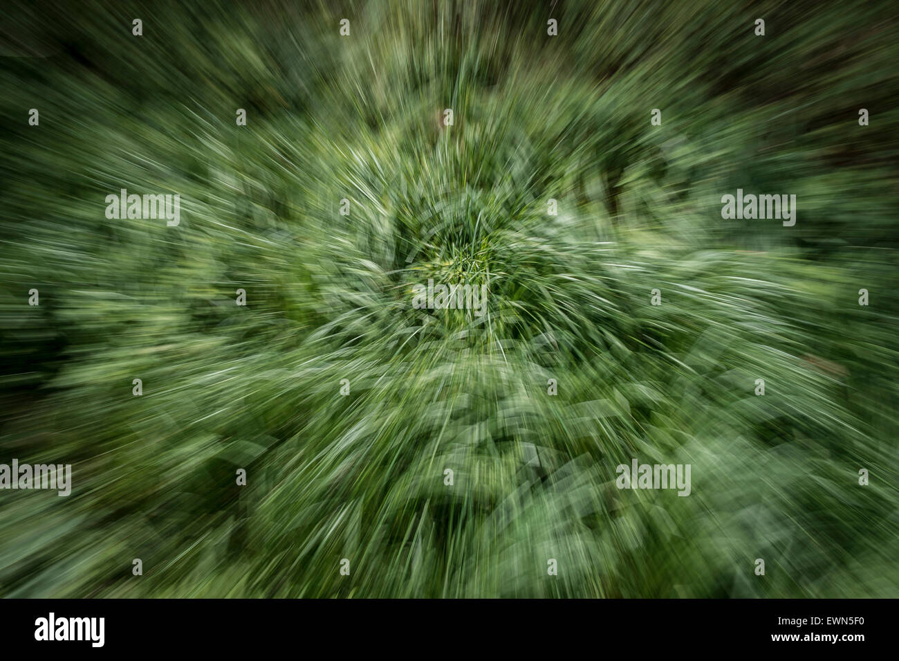 Langen Rasen in Bewegung Stockfoto