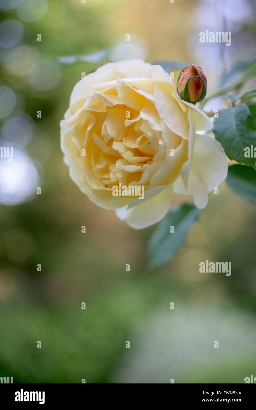 Rosa Graham Thomas, stieg eine gelbe David Austin am Garten Laube Stockfoto