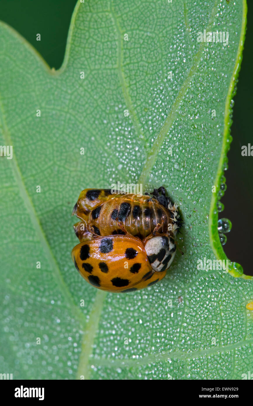 Harlekin-Marienkäfer / multicolored Asian Lady Beetle (Harmonia Axyridis) ist frisch aus der Puppe entstanden. Stockfoto