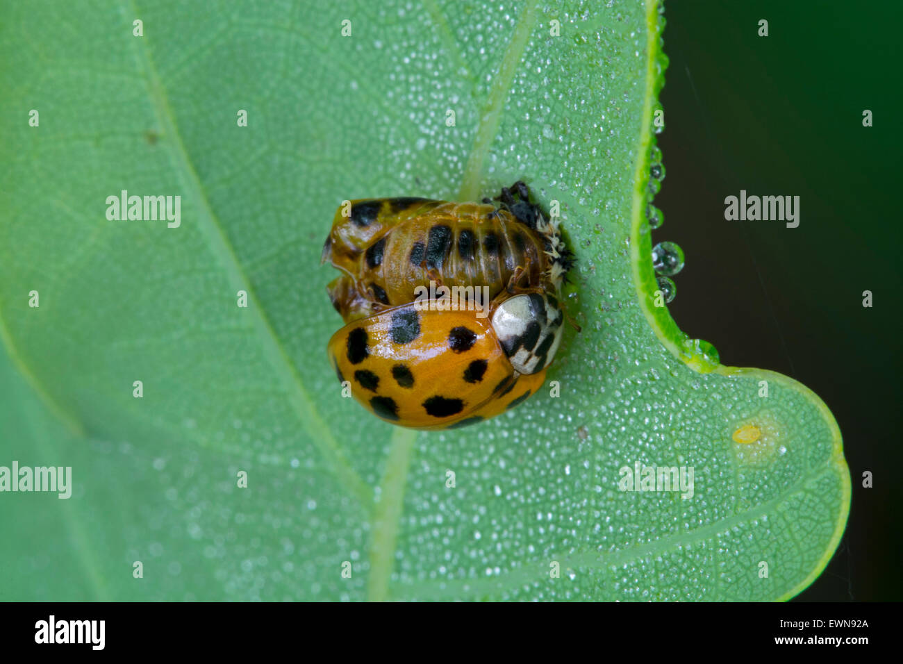 Harlekin-Marienkäfer / multicolored Asian Lady Beetle (Harmonia Axyridis) ist frisch aus der Puppe entstanden. Stockfoto