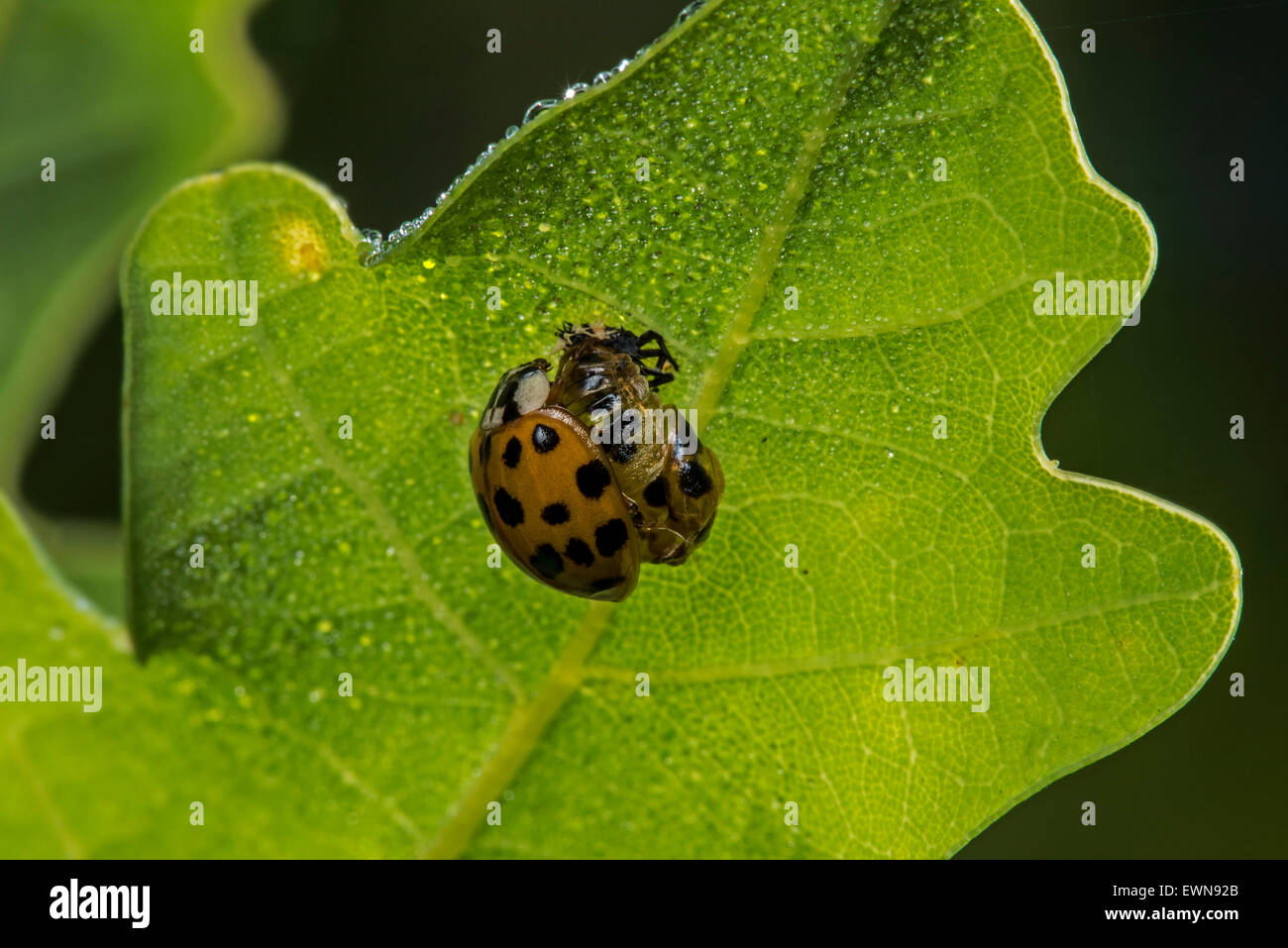 Harlekin-Marienkäfer / multicolored Asian Lady Beetle (Harmonia Axyridis) ist frisch aus der Puppe entstanden. Stockfoto