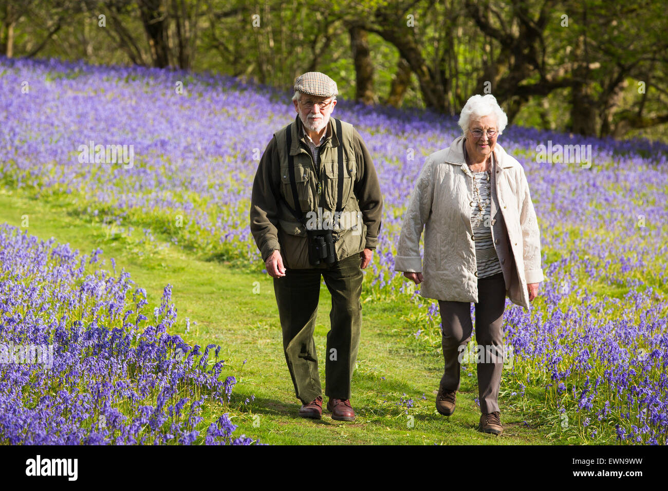 Ein altes Ehepaar, ein Spaziergang durch Glockenblumen über Austwick in den Yorkshire Dales, UK. Stockfoto