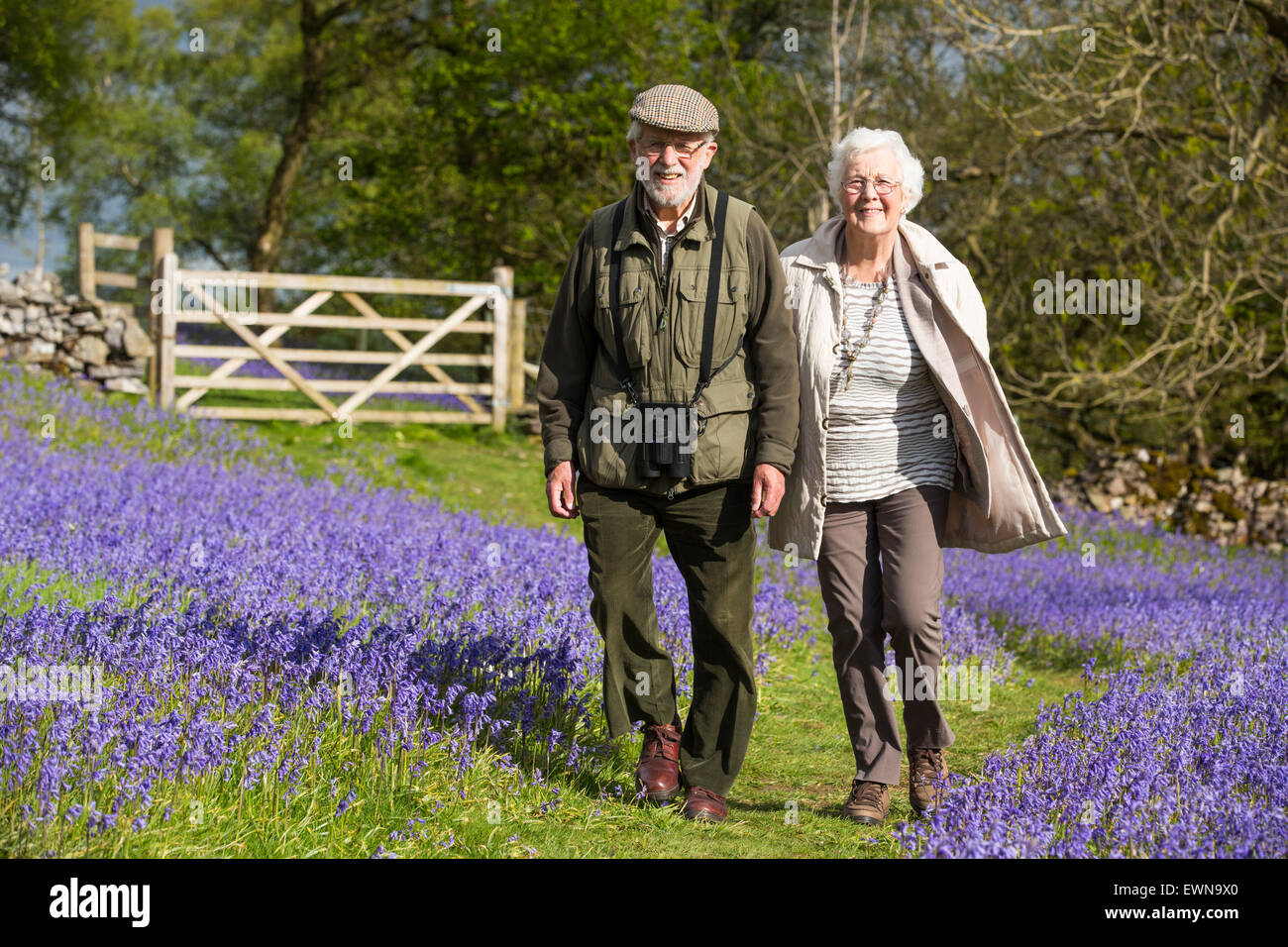 Ein altes Ehepaar, ein Spaziergang durch Glockenblumen über Austwick in den Yorkshire Dales, UK. Stockfoto