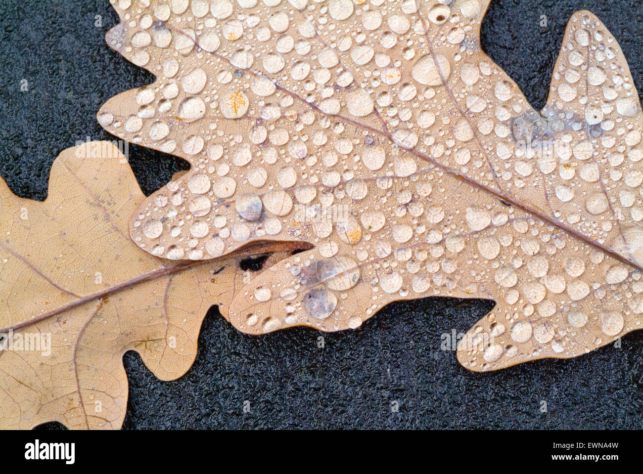 Herbstblatt mit Regentropfen auf einem Grabstein Friedhof Deutschland Europa Stockfoto