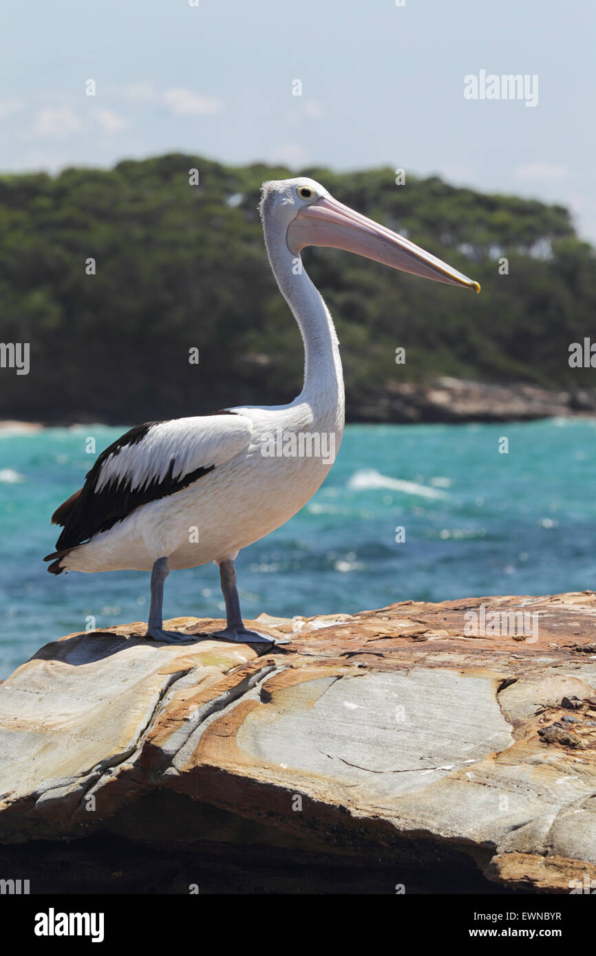 Australischer Pelikan (Pelecanus Conspicillatus) sitzt auf einem Felsen an der Küste im Süden Durras im Murramarang National Park, A Stockfoto