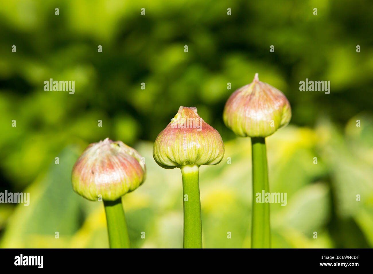 Alium Flowerheads in engen Knospe. Stockfoto
