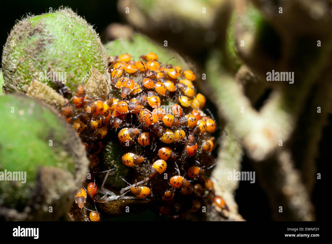 Schild Bug Nymphen - Camp Lula Sams - Brownsville, Texas USA Stockfoto