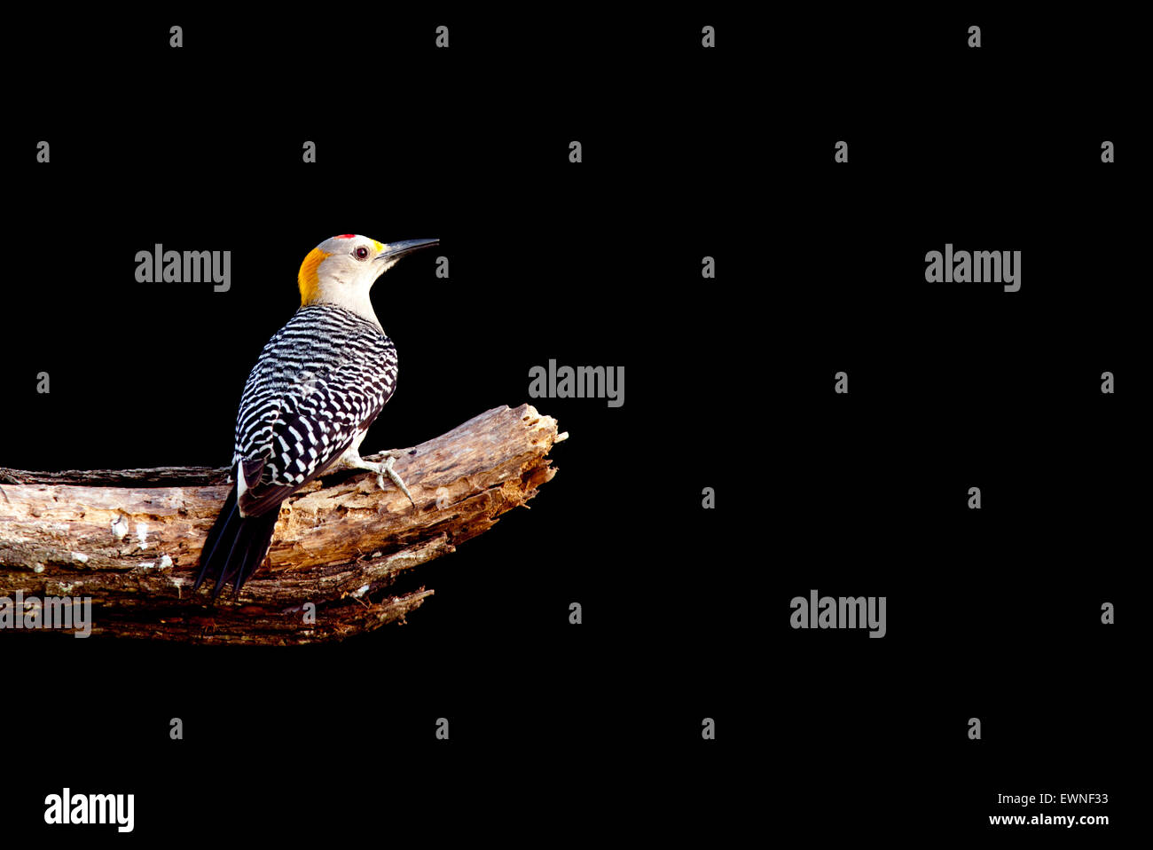 Männlichen Golden-fronted Specht (Melanerpes Aurifrons) - Camp Lula Sams, Brownsville, Texas, USA Stockfoto