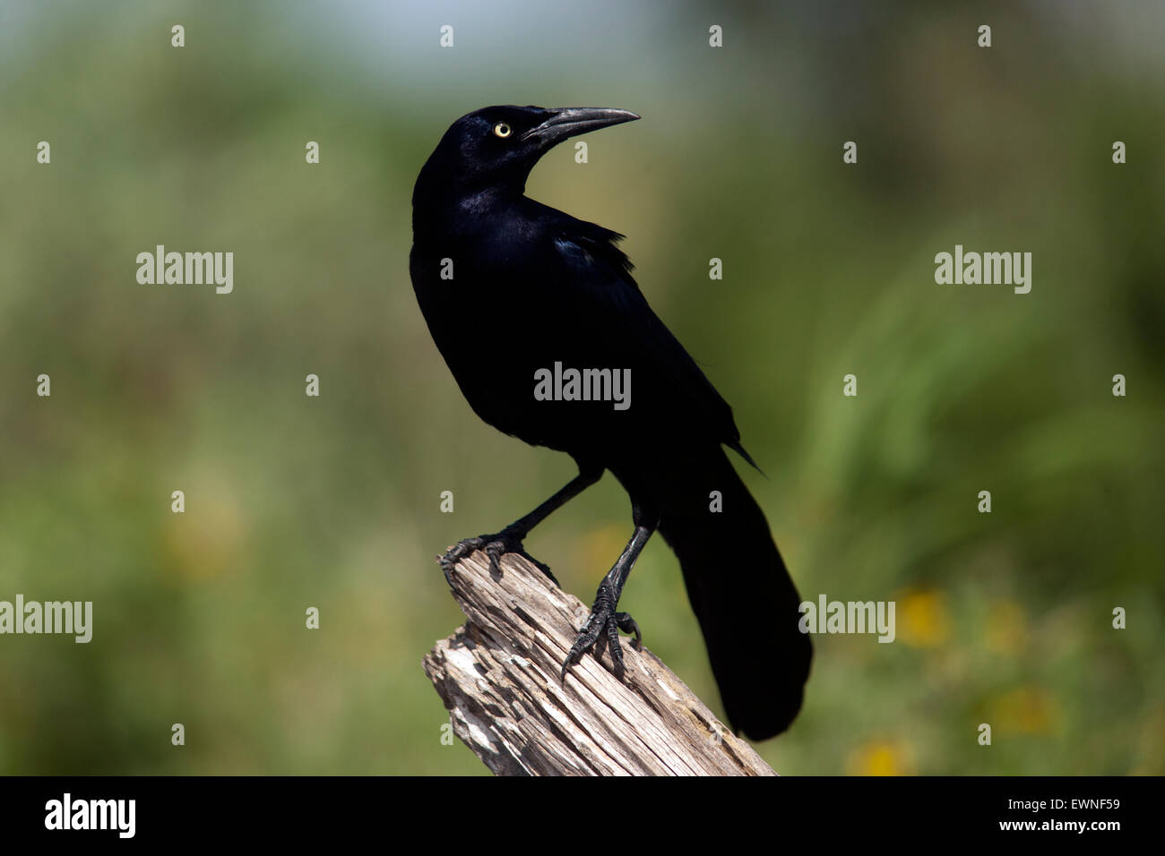 Männliche große-tailed Grackle (Quiscalus Mexicanus) - Camp Lula Sams, Brownsville, Texas USA Stockfoto