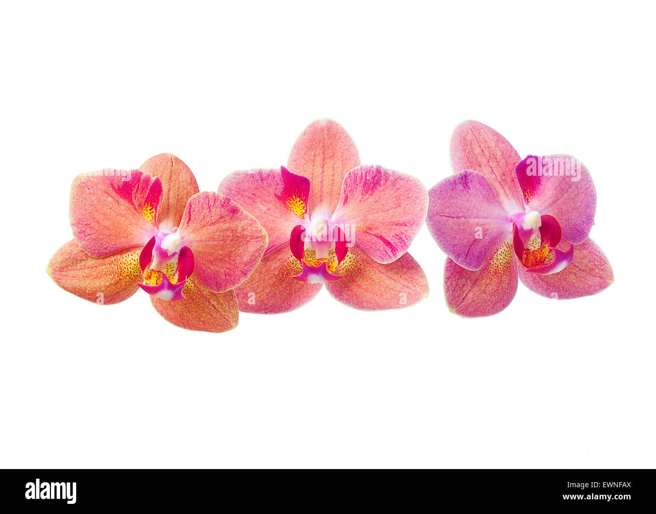 weiße Orchidee Blume isoliert auf grau Stockfoto