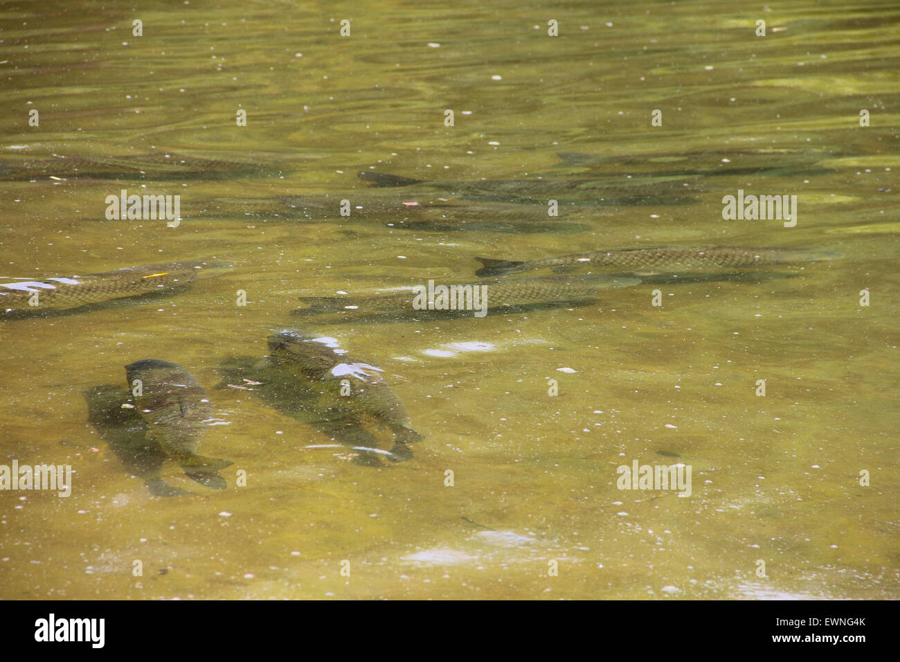 Große bachforelle Fotos und Bildmaterial in hoher Auflösung Alamy