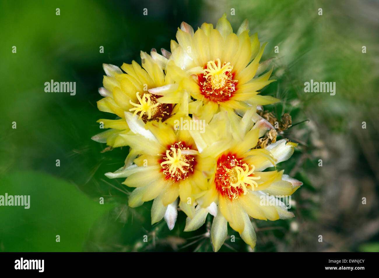 Kaktus mit gelben blten -Fotos und -Bildmaterial in hoher Auflsung  Alamy