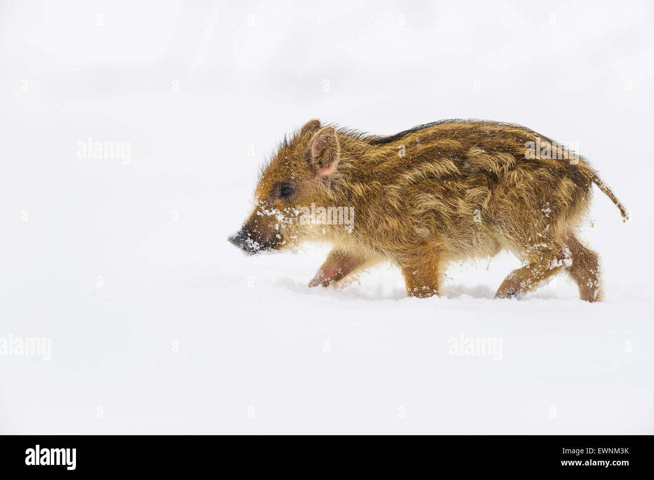wilde Ferkel im Schnee, Sus Scrofa, Deutschland, Europa Stockfoto