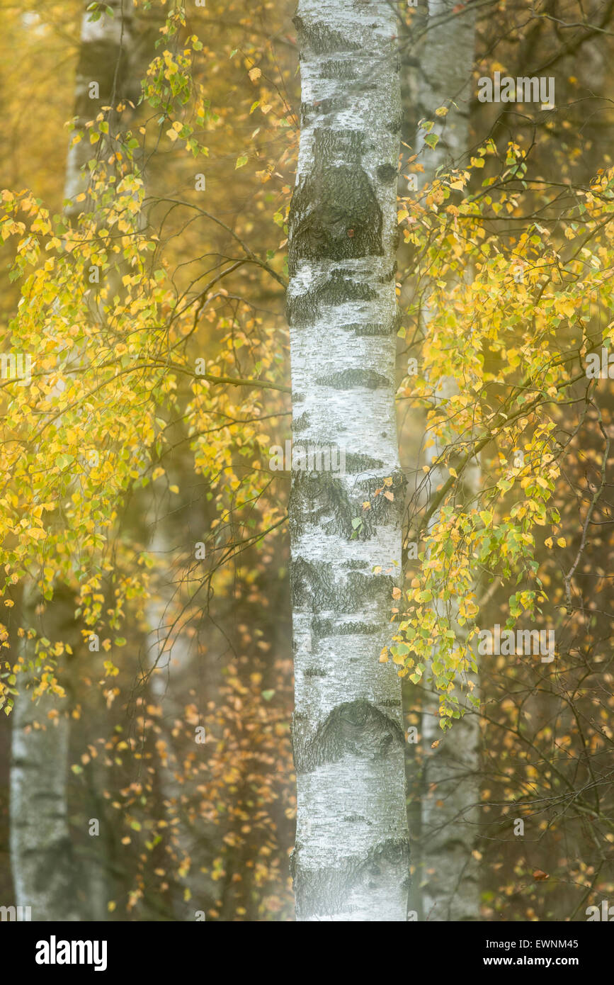 Birken im Herbst, Deutschland Stockfoto