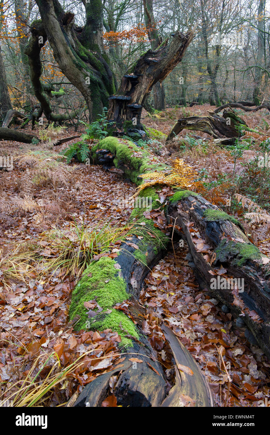 herbstliche Urwald Herrenholz, Landkreis Vechta, Niedersachsen, Deutschland Stockfoto