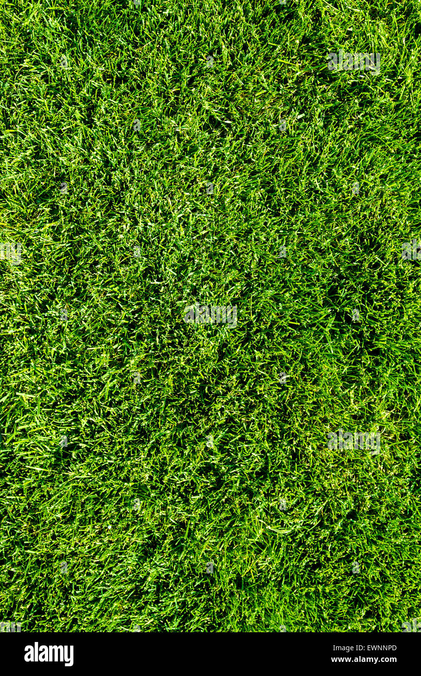 Nahaufnahme von einem Rasen-Hintergrund Stockfoto