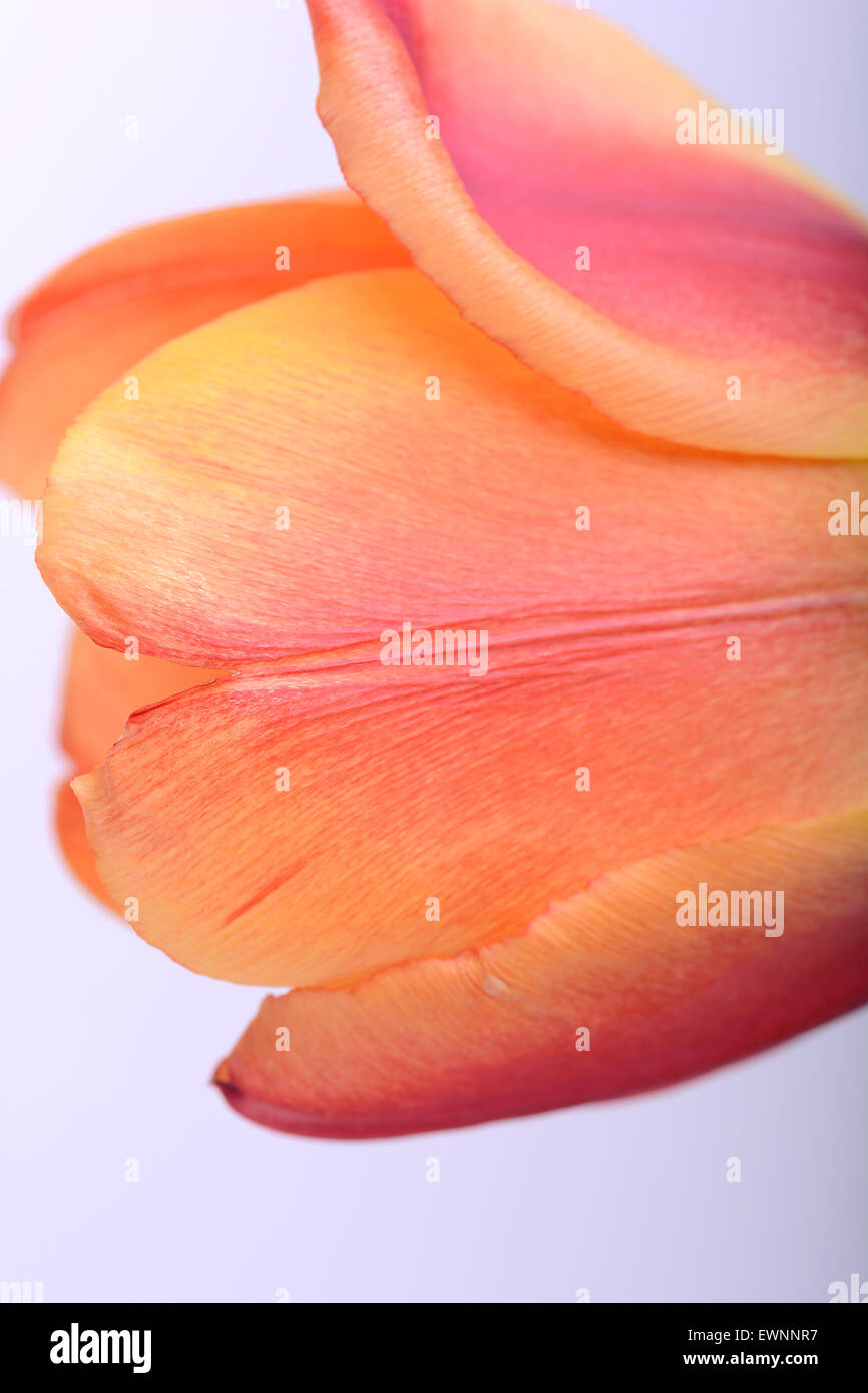 Schöne rote Tulpe Blume Nahaufnahme Stockfoto