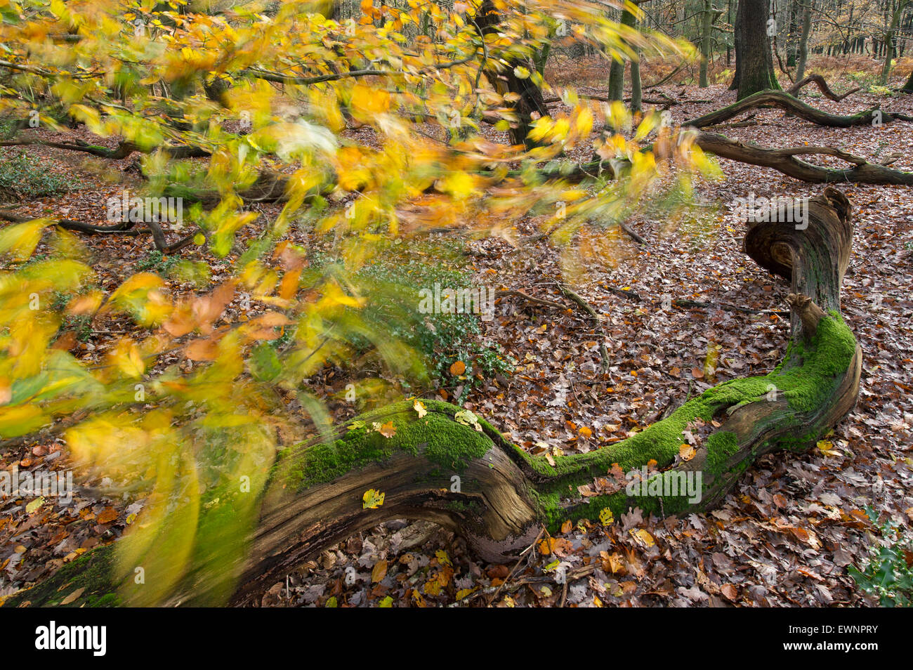 herbstliche Urwald Herrenholz, Landkreis Vechta, Niedersachsen, Deutschland Stockfoto