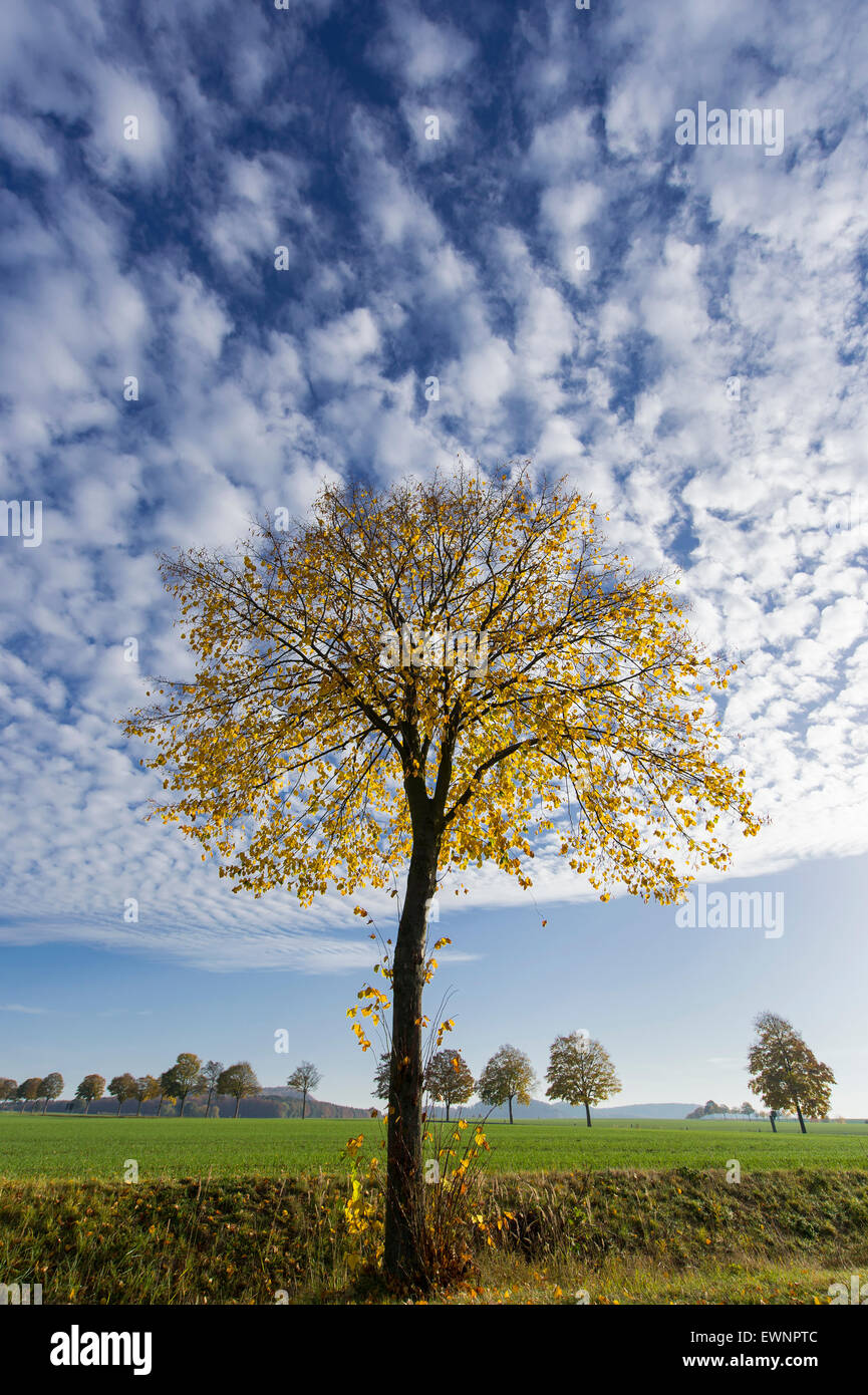 Linde im Herbst, Weserbergland, Bodenwerder, Niedersachsen, Deutschland Stockfoto