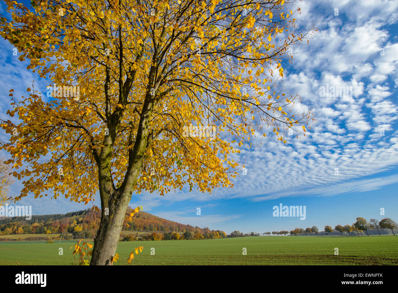 Linde im Herbst, Weserbergland, Bodenwerder, Niedersachsen, Deutschland Stockfoto