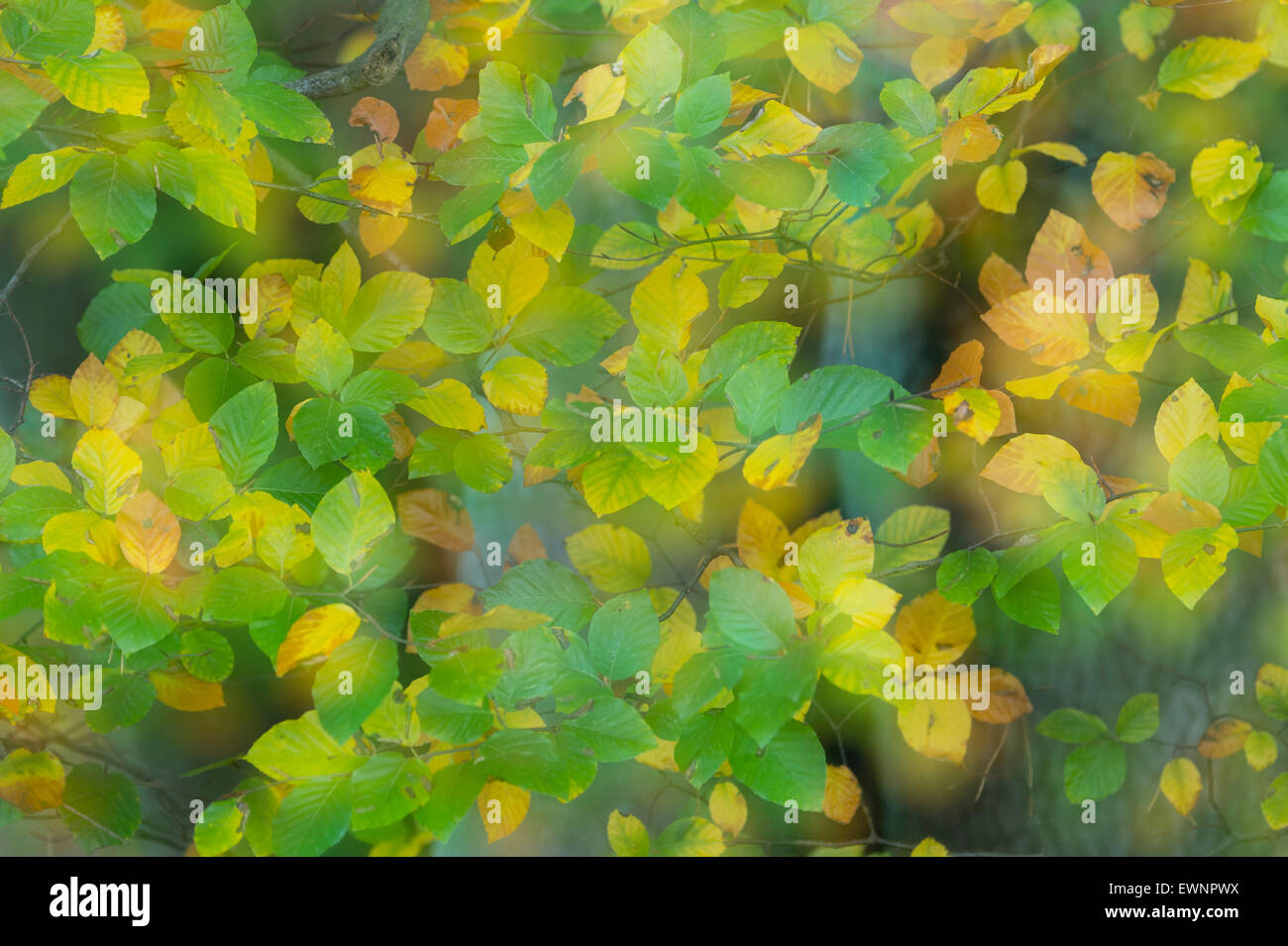 Buche-Blätter im Herbst, Deutschland Stockfoto