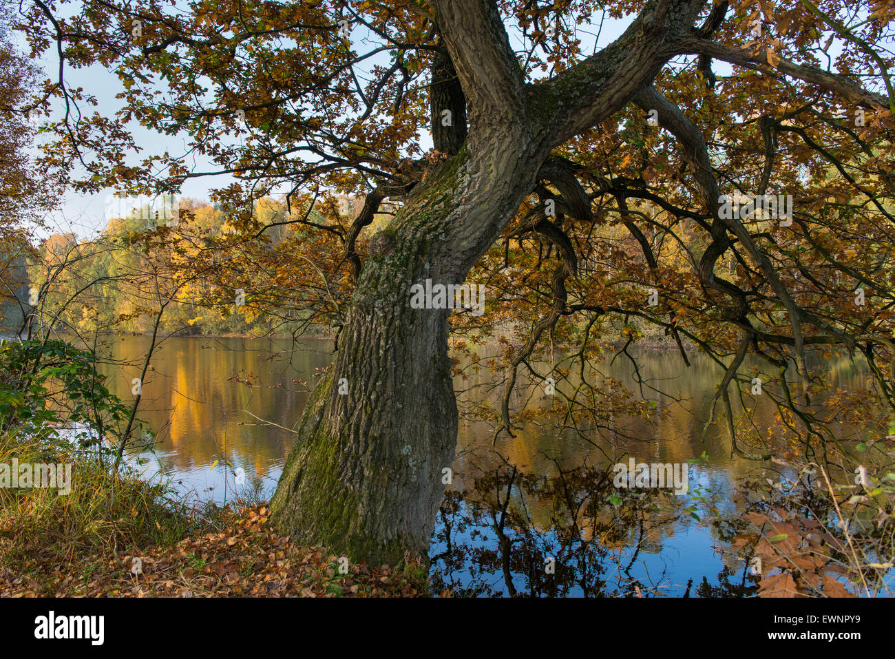 Herbst in Oppau Fischteiche, Friedrichsmoor Ahlhorn, Niedersachsen, Deutschland Stockfoto