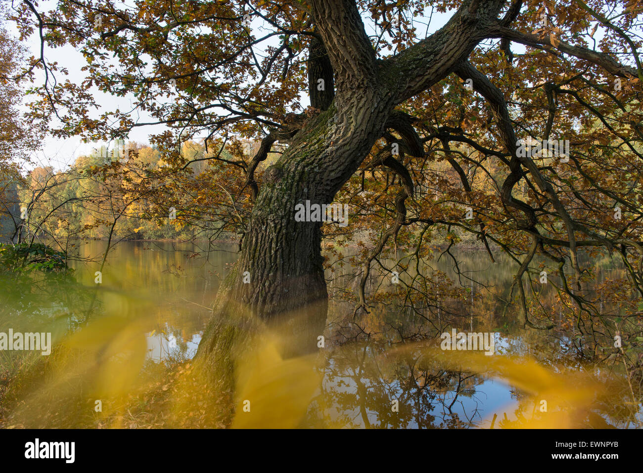 Herbst in Oppau Fischteiche, Friedrichsmoor Ahlhorn, Niedersachsen, Deutschland Stockfoto