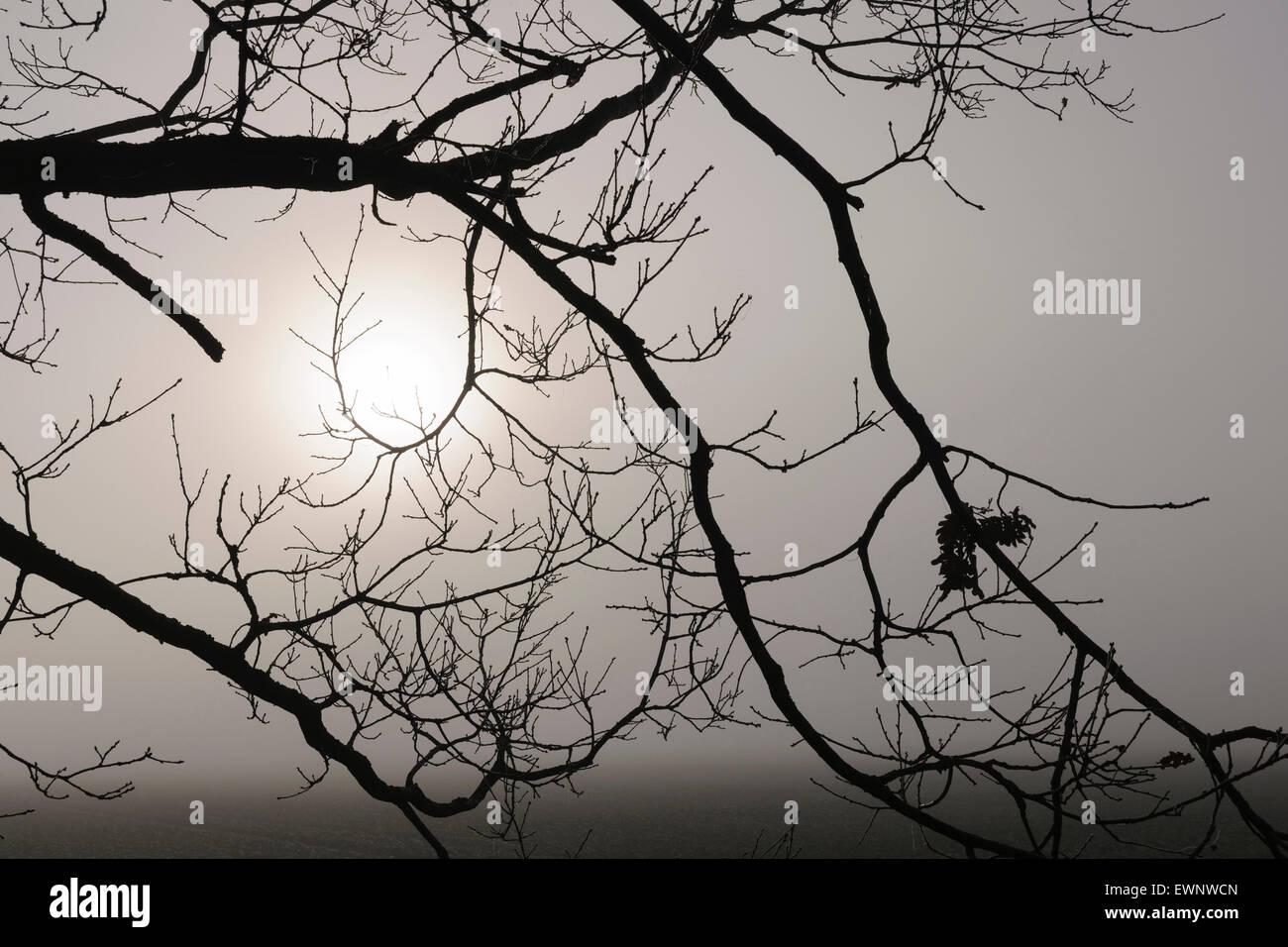 Birke im November-Nebel, Niedersachsen, Deutschland Stockfoto